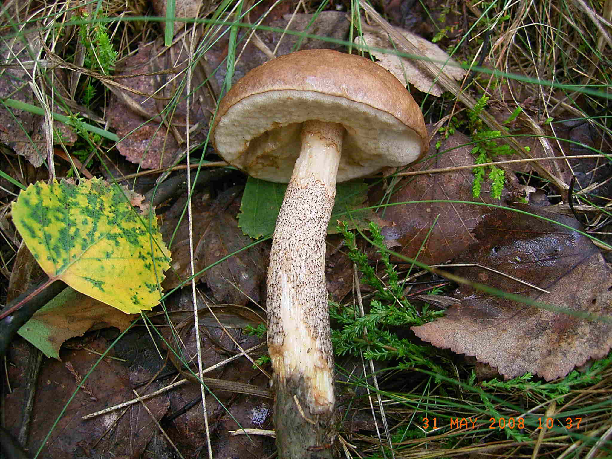 Nel Parco delle Groane